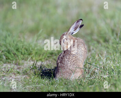 Marrone(lepre Lepus europaeus) toelettatura stesso su North Norfolk farmland. Foto Stock