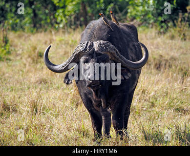 Bufali (Syncerus caffer) con enormi corna & 2 attendant giallo-fatturati Oxpeckers (Buphagus africanus) nel Masai Mara Conservancies Kenya Africa Foto Stock