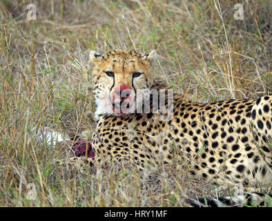 Cheetah con sanguinosa museruola mangiare Thomson gazzella preda del Masai Mara Conservancies, maggiore Mara, Kenya Africa Foto Stock