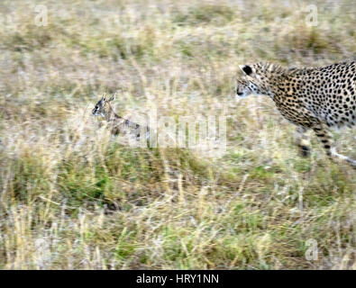 Cheetah inseguono giovani Thomson gazzella regolari specie preda del Masai Mara Conservancies, maggiore Mara, Kenya Africa Foto Stock