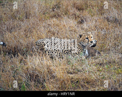 Cheetah con youngThomson la gazzella (Eudorcas thomsonii) preda del Masai Mara Conservancies, maggiore Mara, Kenya Africa Foto Stock