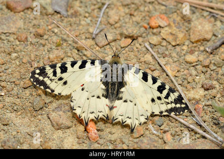 Festone orientale Butterfly - Allancastria (Zerynthia) cerisyi endemica ssp. cypria Foto Stock