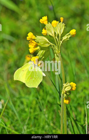 Brimstone butterfly (Gonepteryx rhamni) alimentazione sulla molla Cowslip fiori. Foto Stock