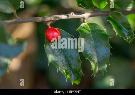 Holly berry e holly foglie su un albero Foto Stock