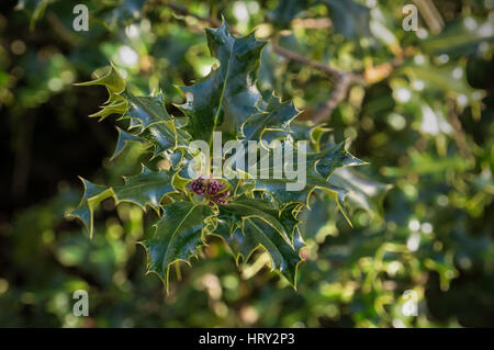 Pianta di Holly Foto Stock