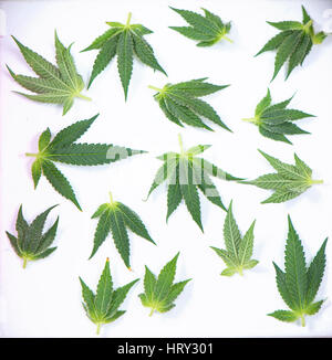 Configurazione astratta di piccole foglie di cannabis isolate su sfondo bianco - la marijuana medica nozione Foto Stock