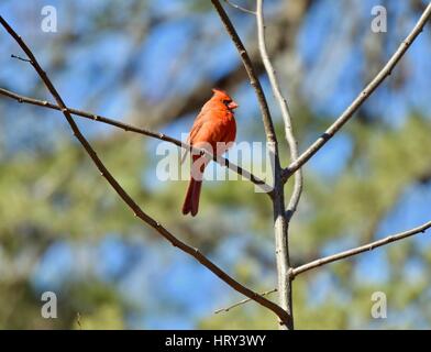 Il cardinale settentrionale (Cardinalis cardinalis) appollaiato su un ramo Foto Stock