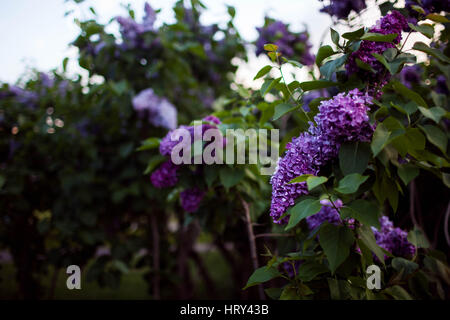 Fioriture di Lilla. Un bel mazzo di lillà closeup. Fioritura lilla. Lilac Bush Bloom. Foto Stock