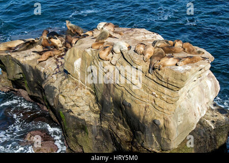 Giorno costiera lungo La Jolla, una destinazione turistica di San Diego, California, Stati Uniti d'America Foto Stock