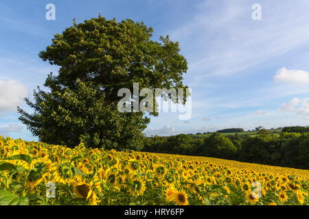Girasoli in campo gli agricoltori in Oriente Cornovaglia Foto Stock