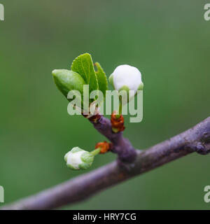 Giovani prugna fiore fiorisce è ancora sul ramo Foto Stock