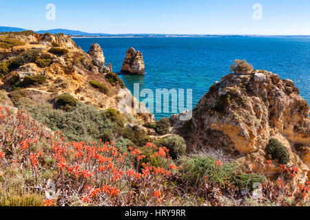 Bella costa Algarve con fiori vicino a Lagos Portogallo Portugal Foto Stock