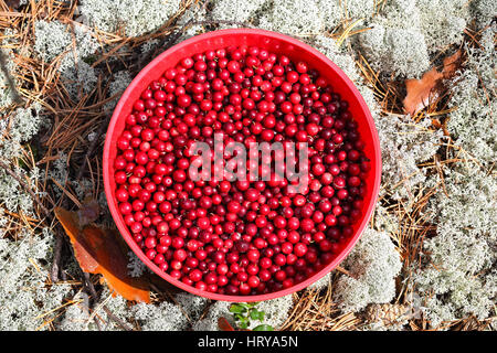 Cowberry in una tazza di plastica sullo sfondo di muschio Foto Stock