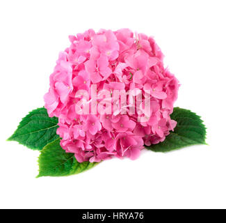 Hortensia fiore vicino. Rosa fiori di ortensie isolati su sfondo bianco Foto Stock