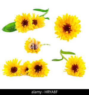 Calendula fiori collezione. La medicina di erbe fiori di calendula isolato su bianco Foto Stock