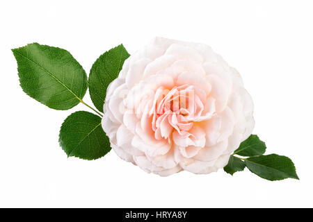 La luce rosa Crema alla Rosa Rose fiore con foglie isolato su bianco Foto Stock