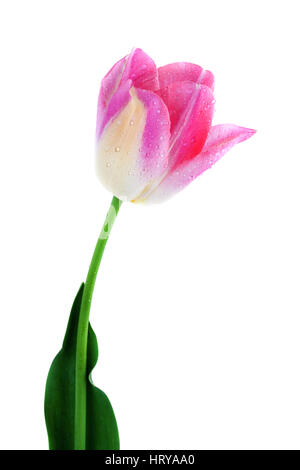 Pink tulip isolato su bianco, percorso di clipping incluso Foto Stock