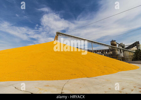 Mais e granella di manipolazione o di Terminale di raccolta. Il mais può essere utilizzato per alimenti o mangimi, o etanolo I Foto Stock