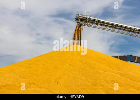 Mais e granella di manipolazione o di Terminale di raccolta. Il mais può essere utilizzato per alimenti o mangimi, o etanolo III Foto Stock