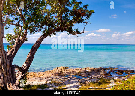 Palm tree sulla bellissima Playa Giron, suini Bay a Cuba Foto Stock
