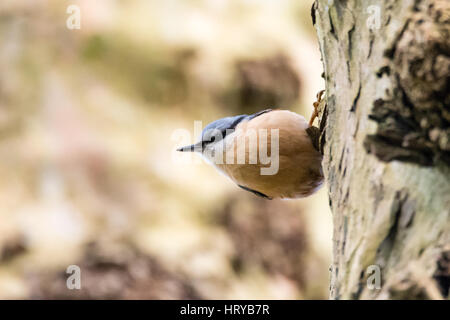 Picchio muratore (Sitta europaea) sul tronco di albero. Colorati uccelli di bosco nella famiglia Sittidae, a caccia di insetti sulla corteccia di albero Foto Stock