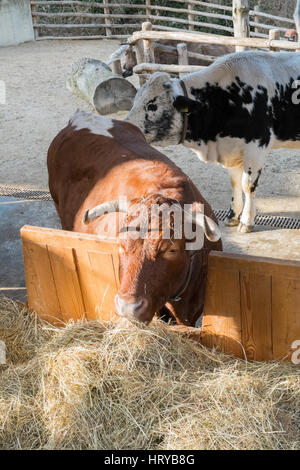 Tradizionale alpino di bovini, lo Zoo di Schönbrunn,Vienna (Austria), l'Europa. Foto Stock