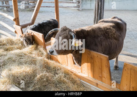 Tradizionale alpino di bovini, lo Zoo di Schönbrunn,Vienna (Austria), l'Europa. Foto Stock