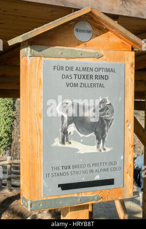 Tradizionale alpino di bovini, lo Zoo di Schönbrunn,Vienna (Austria), l'Europa. Foto Stock