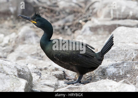 Il Marangone dal ciuffo (phalacrocorax aristotelis) arroccato e poggiante su rocce, farne Islands, Northumberland, Regno Unito Foto Stock