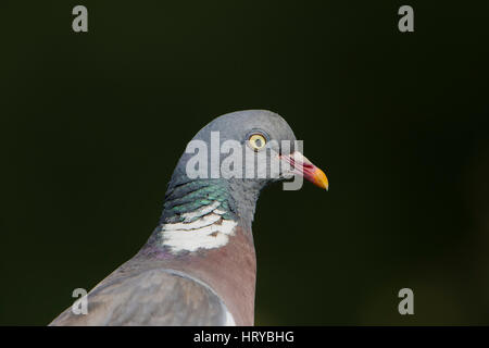 Close up ritratto di un piccione di legno (Columba polumbus) che mostra il collare e colori, Hastings, East Sussex, Regno Unito Foto Stock