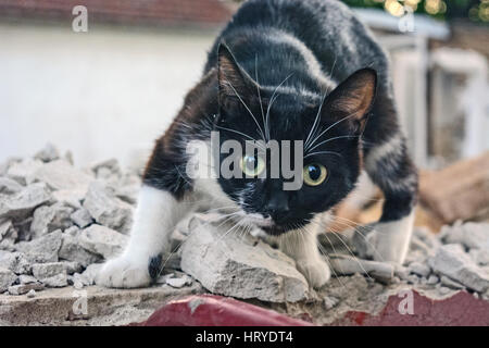 Colorate in bianco e nero gatto va attentamente attraverso i detriti dalla parete. Foto Stock