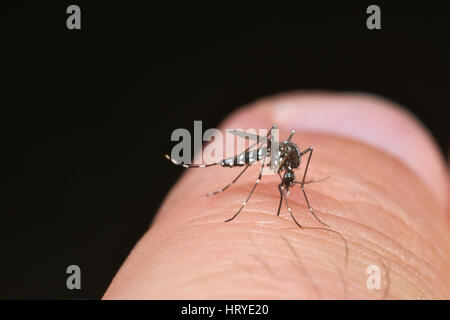 Zanzara tigre (Aedes albopictus) pronto per mordere la pelle umana Foto Stock