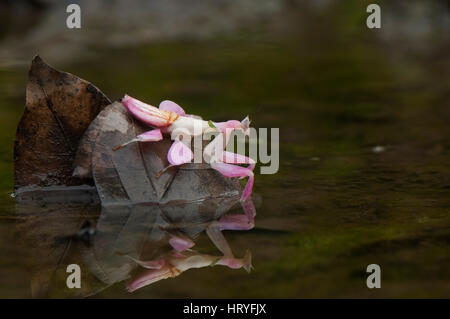 Ricerca sull'acqua Foto Stock