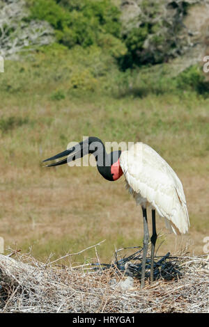 Jabiru Aeroporto nel suo grande nido pieno di pulcini nel Pantanal la regione del Brasile, Mato Grosso, Sud America Foto Stock