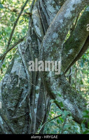 Grande la torsione Strangler Fig vigne di crescere intorno al tronco di un albero nella foresta del Pantanal Regione del Brasile, Mato Grosso del sud America. Strangler Foto Stock