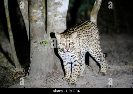 Ocelot di notte con un faretto su di essa nel Pantanal la regione del Brasile, Mato Grosso, Sud America Foto Stock