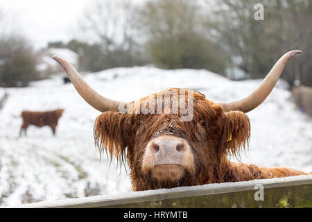 Un cornuto bovini highland guardando sopra un cancello come la neve cade intorno a lui su una piccola azienda ai piedi delle colline di Flintshire vicino al villaggio di Moel-y-Crio Foto Stock