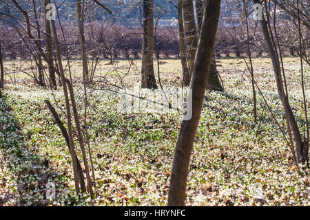 Kostelec nad Orlici, Repubblica Ceca. Mar 4, 2016. Quasi un milione di fioritura Leucojum vernum, fiocchi di neve di primavera nel nuovo castello, Kostelec nad Orlici, Repubblica Ceca, 4 marzo 2017 Credit: Markéta Bendová/Alamy Live News Foto Stock