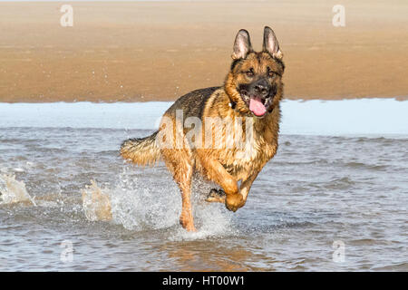 Formby, Merseyside. 6 marzo 2017. Cani fuori giornata. Il pastore tedesco di tre anni 'max' e il Labrador di un anno 'Ralf', sono stati molto bene in mare a Formby Beach, sul Merseyside. Foto Stock