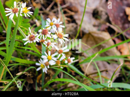 Pedane. prossimi alla fine della loro durata di vita alla fine della primavera. Foto Stock