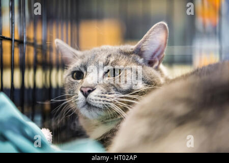 Triste gatto grigio in gabbia in attesa di approvazione Foto Stock