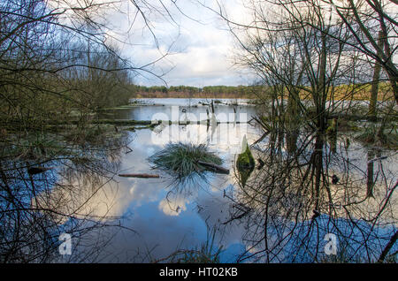 Blakemere moss Delamere Forest chechire Foto Stock