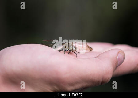 Feriti dragon fly in una mano - cornwall, Regno Unito Foto Stock