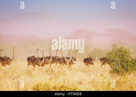 Grande allevamento di struzzi femmina in esecuzione in grado di nebulosità di savana africana Foto Stock