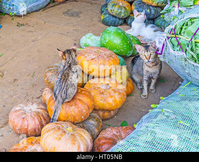 Madre gatto con i cuccioli in magazzino vegetali di Manning mercato tra il pampkins, Pettah, Colombo, Sri Lanka. Foto Stock