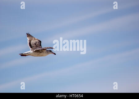 Il bel tempo e il blu cielo nuvoloso. Bird (duck) volare e godere il bellissimo tramonto a la Jolla, San Diego - California. Foto Stock