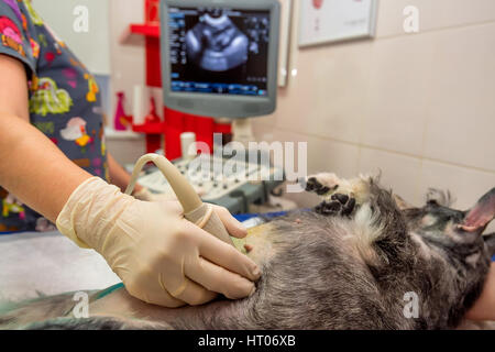 Cane di scansione a ultrasuoni in clinica veterinaria Foto Stock