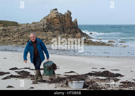 La raccolta di alghe marine a Groac'h Zu beach, Brittany Foto Stock