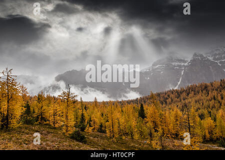 Golden larici punteggiano il paesaggio autunnale della valle di larice vicino al Lago Louise, Alberta, Canada. I raggi del sole a spezzare un giorno nuvoloso come nebbia surrou Foto Stock