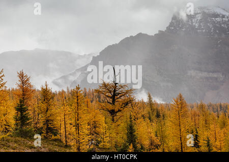 Golden larici punteggiano il paesaggio autunnale della valle di larice vicino al Lago Louise, Alberta, Canada, come la nebbia avvolge il snow-capped valle di dieci picchi in Foto Stock